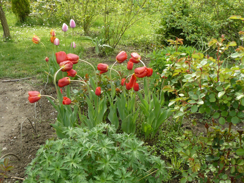 Le-a afectat frigul ! - 2017 Aprilie_Idilic Garden