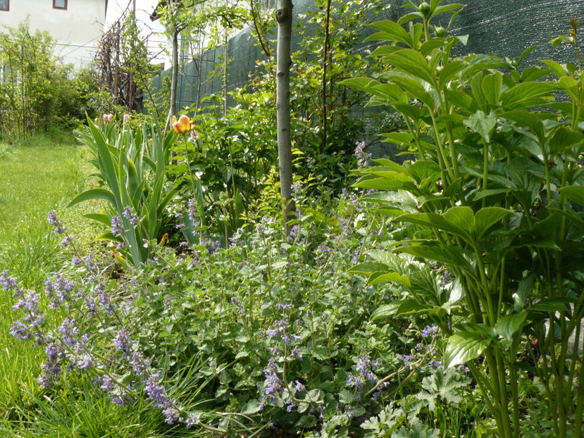 Nepeta - 2017 Aprilie_Idilic Garden