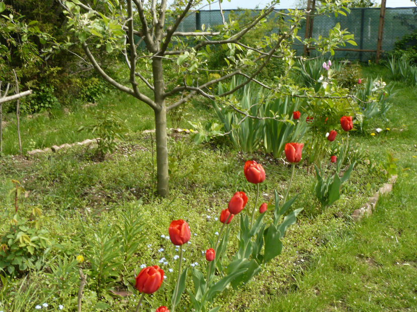 Seadov de anul trecut - 2017 Aprilie_Idilic Garden