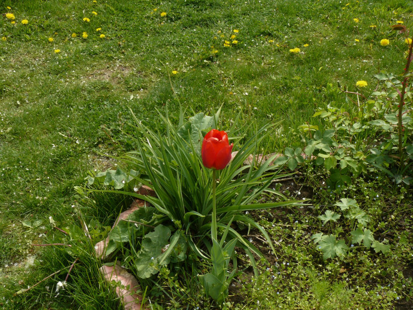 Apeldoorne - 2017 Aprilie_Idilic Garden