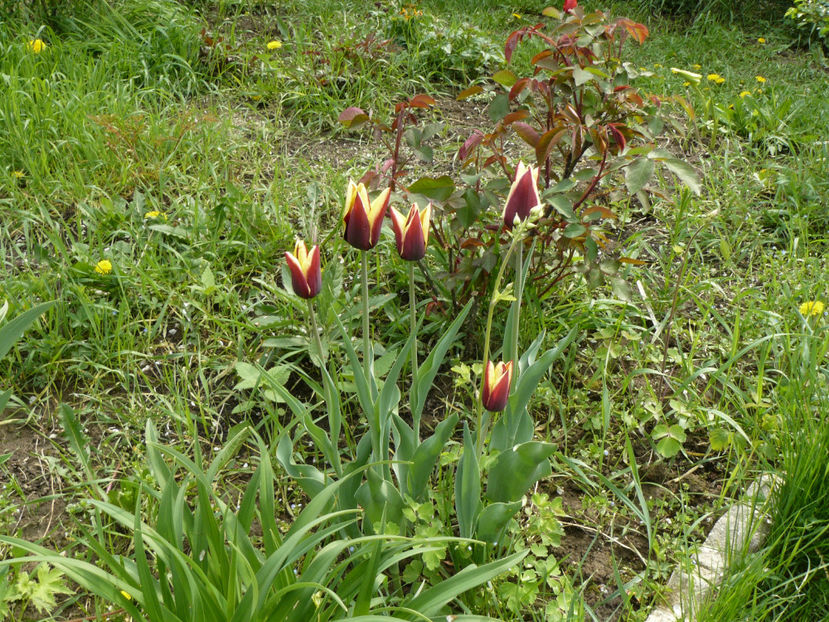 Gavota in ultima zona salbatica a gradinii mele ! - 2017 Aprilie_Idilic Garden