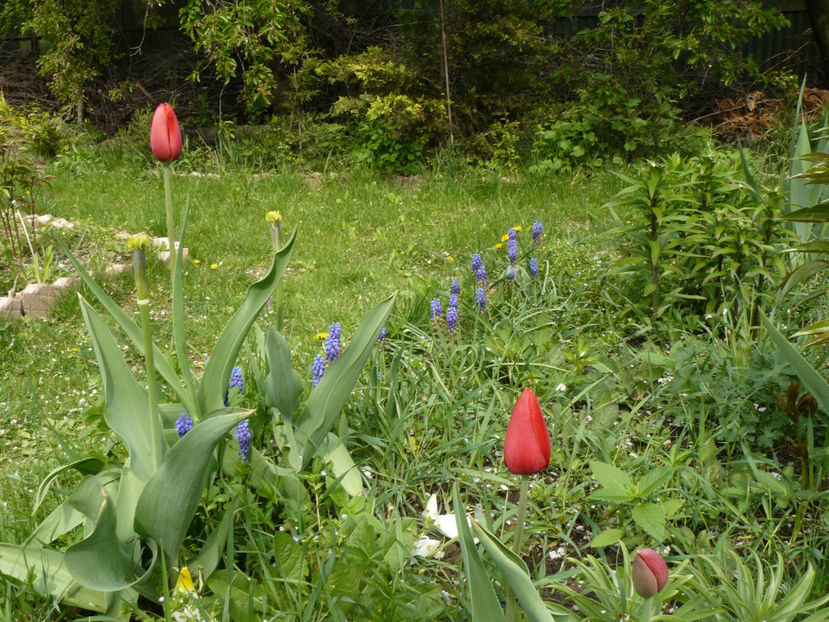 Kingsblood a mai ramas una...si Apeldoorne - 2017 Aprilie_Idilic Garden