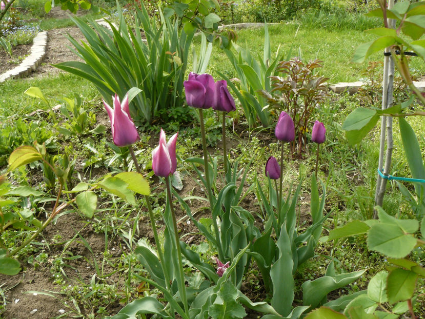 Atilla si Claudia de anul trecut - 2017 Aprilie_Idilic Garden