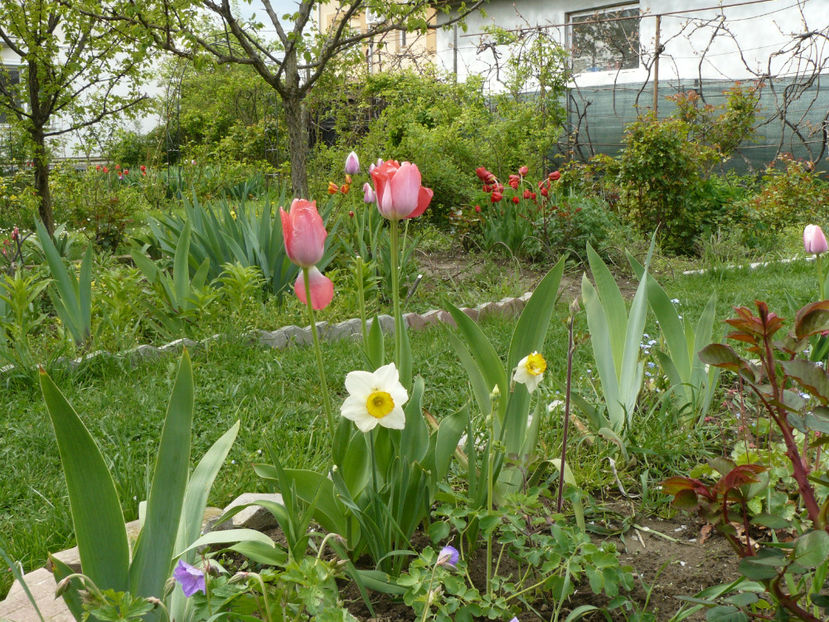 Chinese sacred lili narcissus si Van Eijk - 2017 Aprilie_Idilic Garden