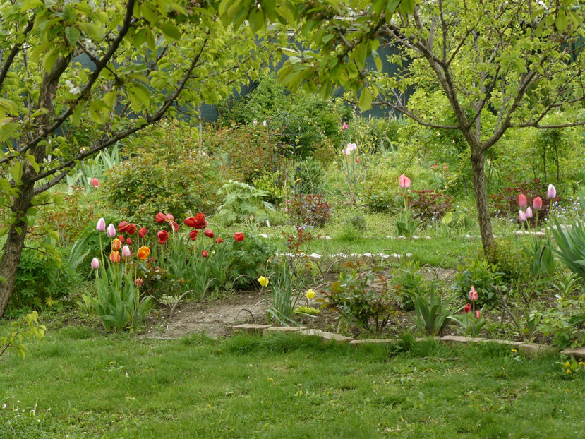 21aprilie credeam ca vor inflori decalat ... - 2017 Aprilie_Idilic Garden
