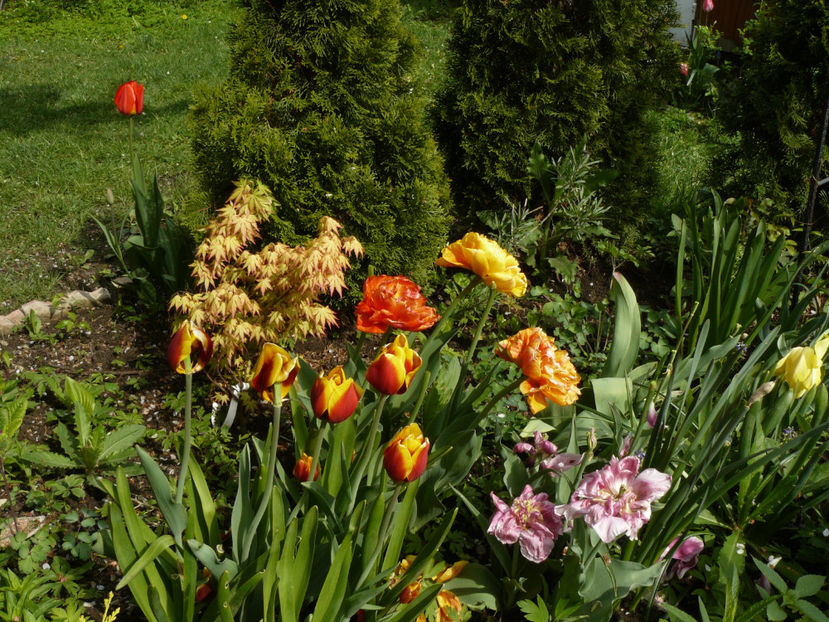 21 Aprilie - 2017_Aprilie_Gradina Rozelor