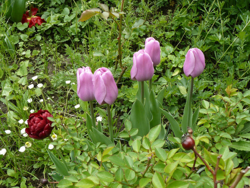 Alibi tulips si Oncle Tom - 2017_Aprilie_Gradina Rozelor