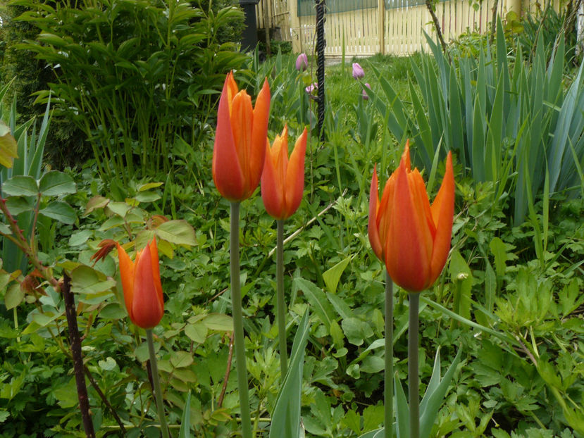 Fosteriana Orange Emperor - 2017_Aprilie_Gradina Rozelor