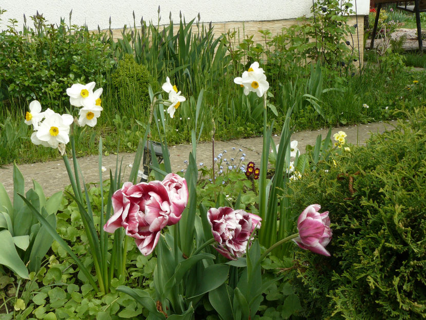 Gerbrand Kieft - 2017_Aprilie_Gradina Rozelor