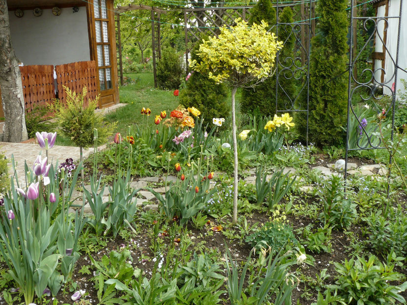Perenial garden si-a cam pierdut stralucirea... - 2017_Aprilie_Gradina Rozelor