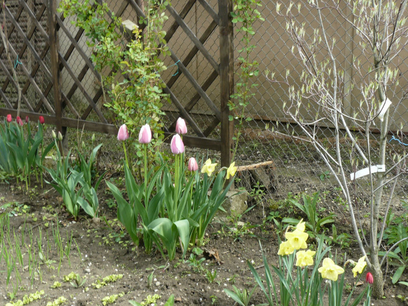 Olioulles si Cornus Cheeroke - 2017_Aprilie_Gradina Rozelor