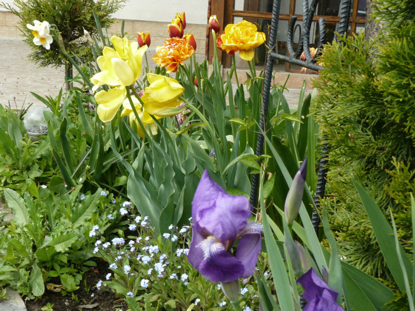 Primul iris inflorit - 2017_Aprilie_Gradina Rozelor