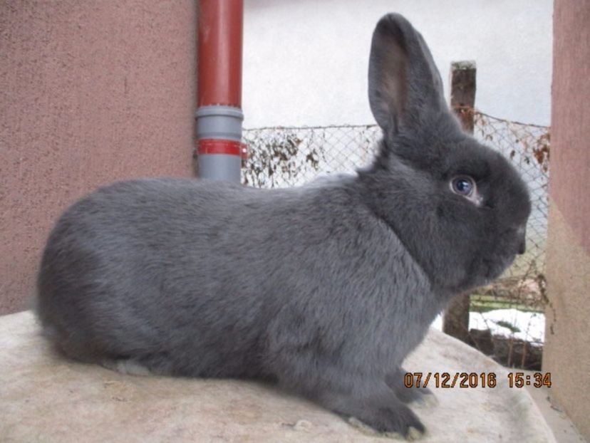 masc. Wien Albastru prod. proprie !!! - X ARHIVA IEPURI CE AM AVUT