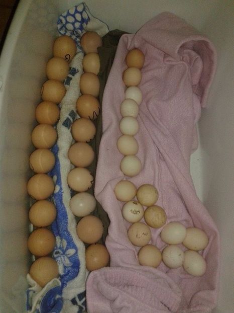 o (1) - A---Achizitii 2017