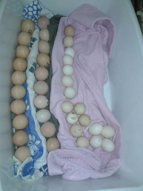 10 oua de brahma Potarnichiu  pe negru, 10 oua de brahma columbia pe negru , 15+2 bonus cochin pitic - A---Achizitii 2017