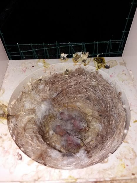  - puisori canari 2017