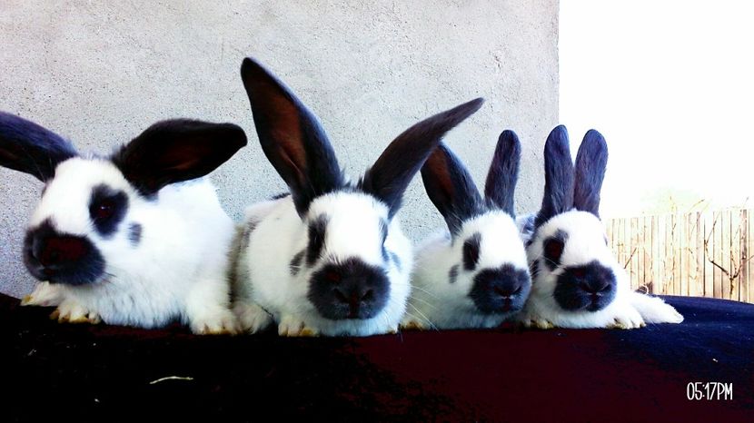 Aprilie 2017 - 7 Cuib 1  24-02-2017