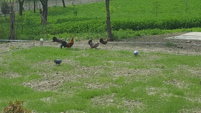  - PORTELAN - PHEONIX