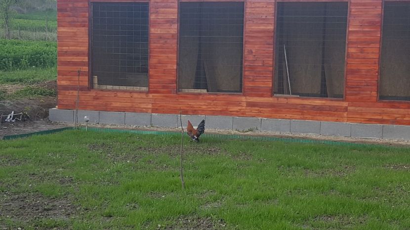  - PORTELAN - PHEONIX