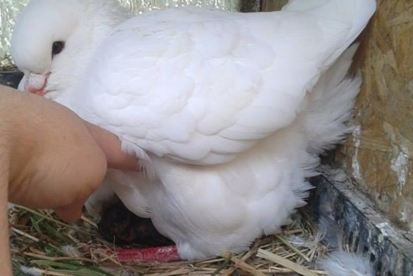 8 (1) - Zzzzz ---- Pui de gaina scosi de porumbei