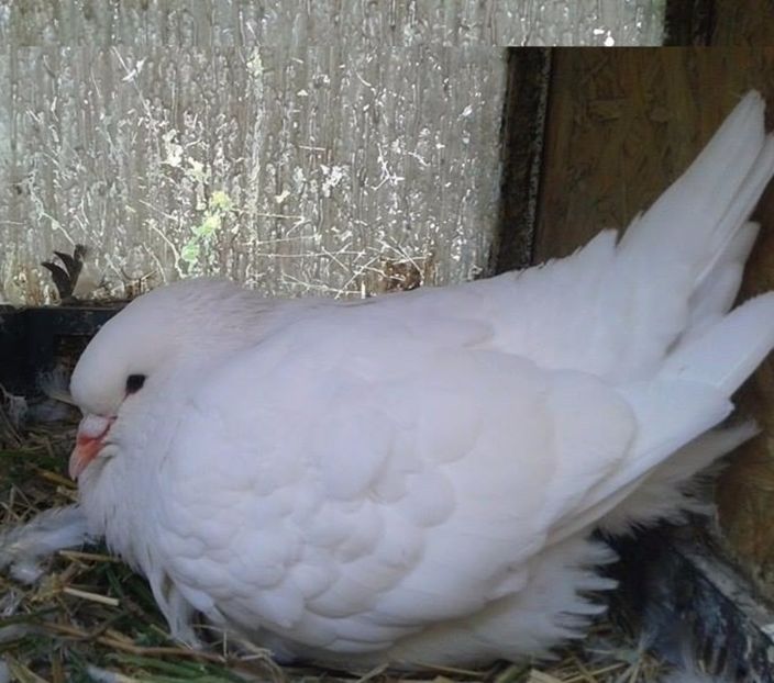 8 (4) - Zzzzz ---- Pui de gaina scosi de porumbei