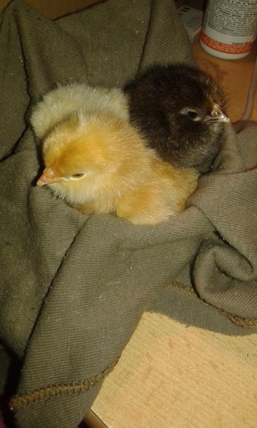 7 (1) - Zzzzz ---- Pui de gaina scosi de porumbei