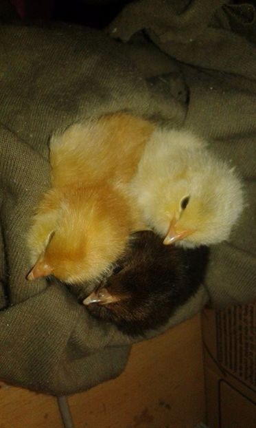 7 (2) - Zzzzz ---- Pui de gaina scosi de porumbei