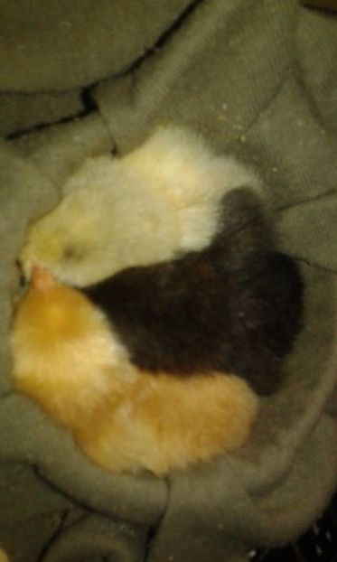 7 (4) - Zzzzz ---- Pui de gaina scosi de porumbei