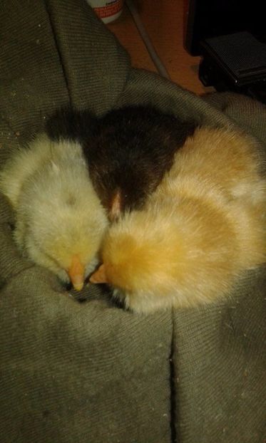 7 (7) - Zzzzz ---- Pui de gaina scosi de porumbei