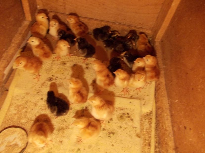 pui 2017 - pui wiandotte si rhode island 2017