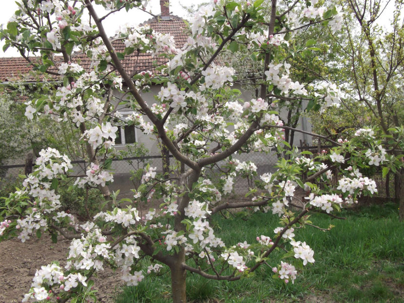 marul la fel - Sarbatoarea Pastelui_2017