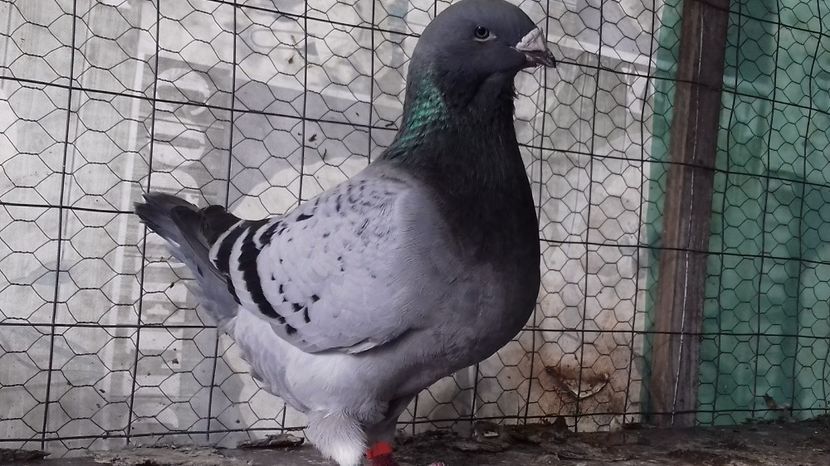 F  2012 - 3 MATCA GUTI 2017