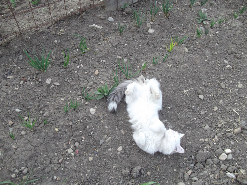 fericire in tarana... - Sarbatoarea Pastelui_2017