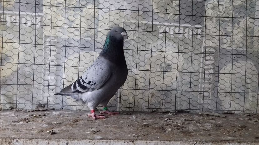 M 2015 - 3 MATCA GUTI 2017