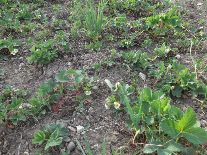 capsuni infloriti - Sarbatoarea Pastelui_2017