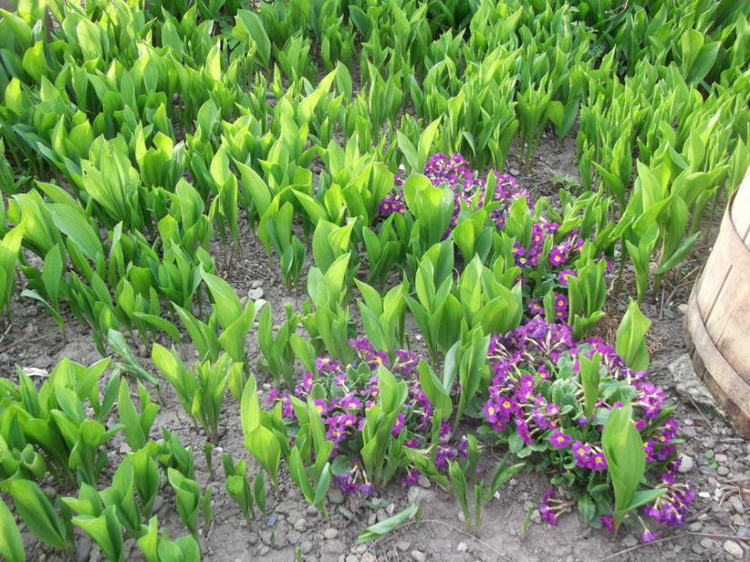  - Sarbatoarea Pastelui_2017