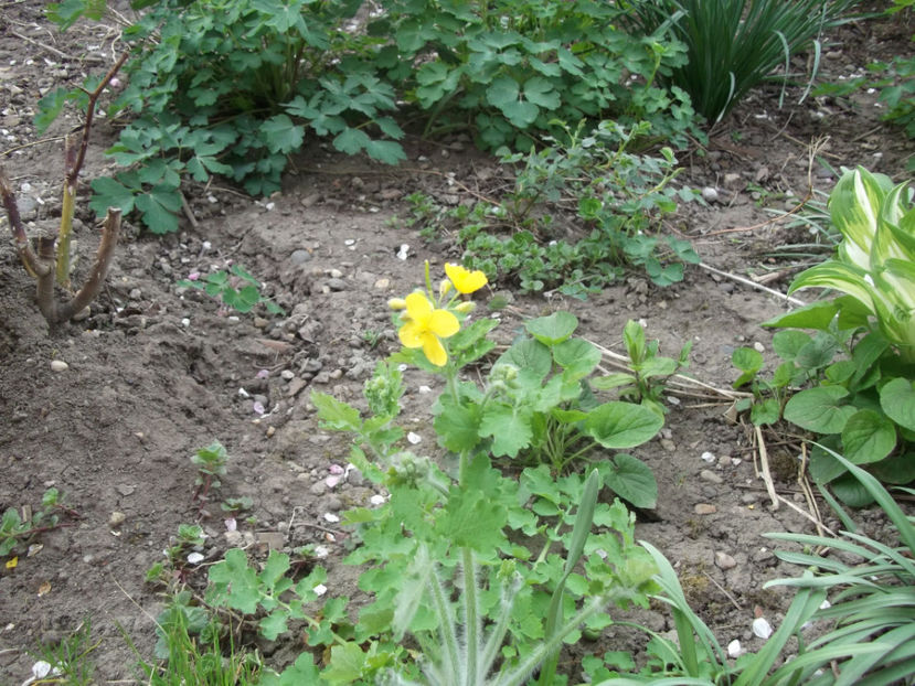  - Sarbatoarea Pastelui_2017