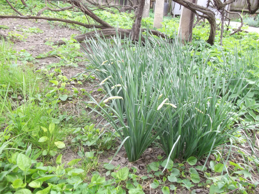  - Sarbatoarea Pastelui_2017