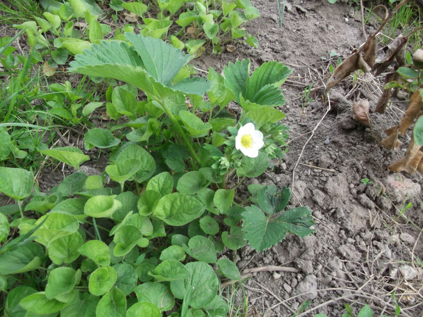  - Sarbatoarea Pastelui_2017