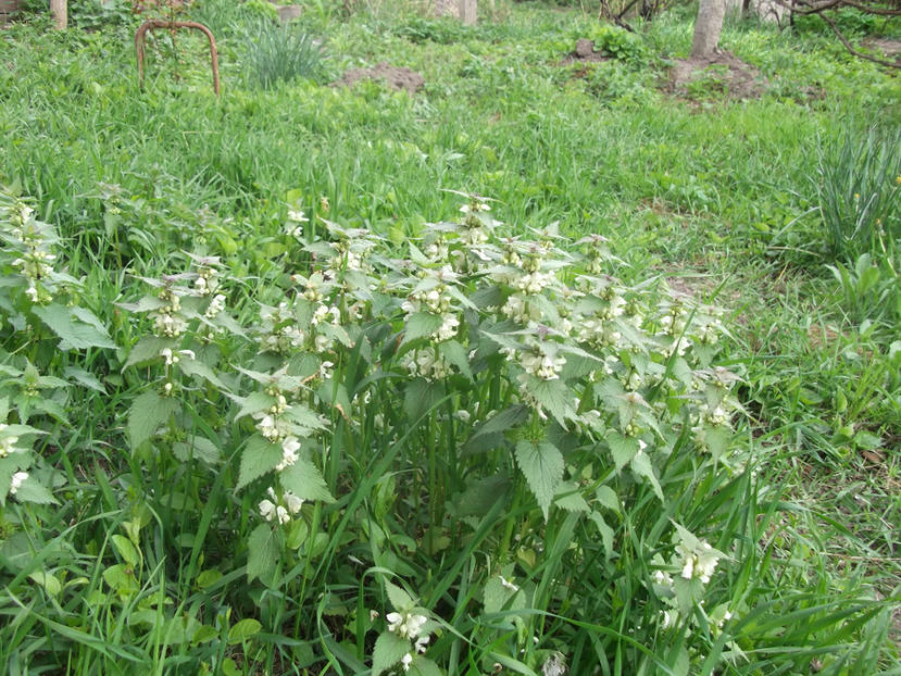 si urzicile au ..frumusetea lor!! - Sarbatoarea Pastelui_2017