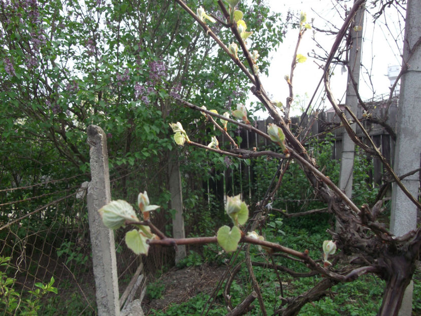  - Sarbatoarea Pastelui_2017