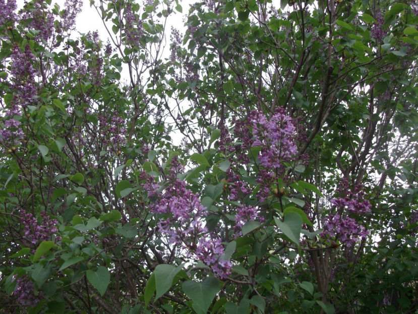  - Sarbatoarea Pastelui_2017