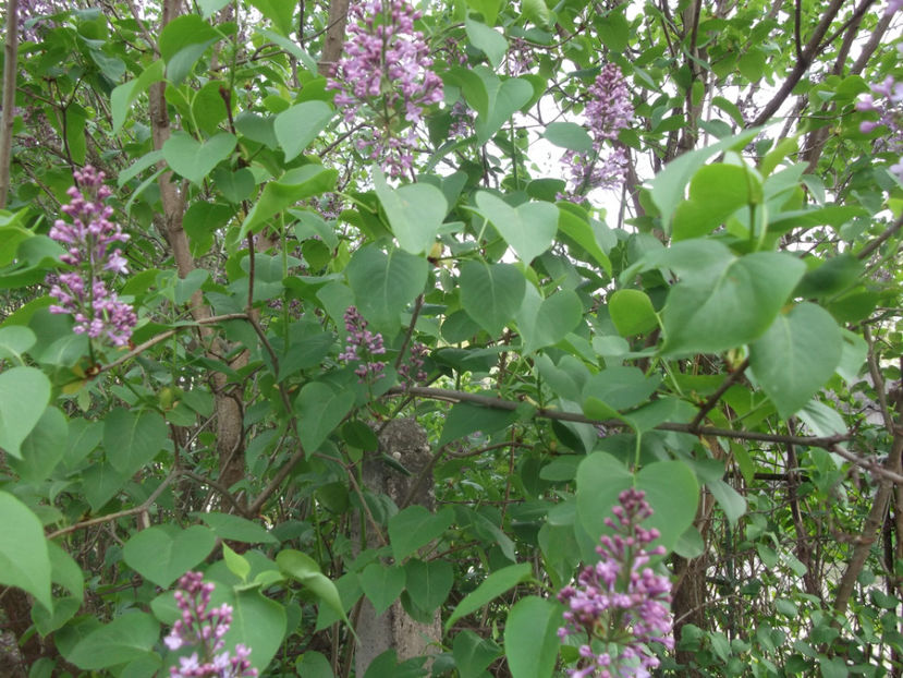  - Sarbatoarea Pastelui_2017