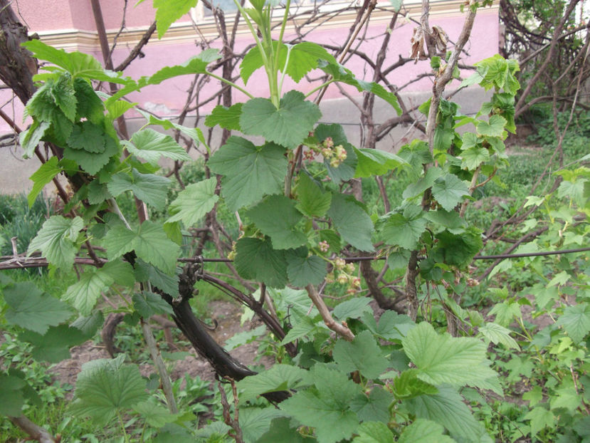  - Sarbatoarea Pastelui_2017