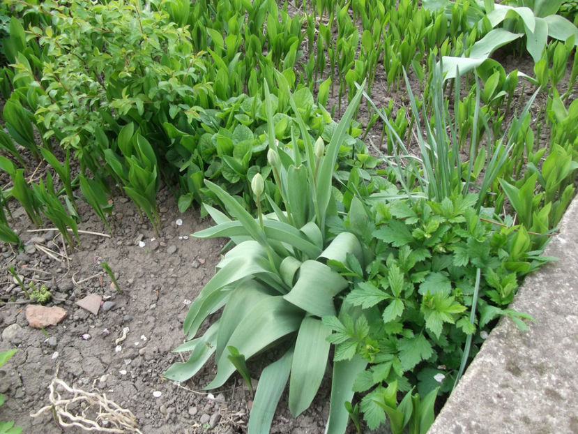  - Sarbatoarea Pastelui_2017