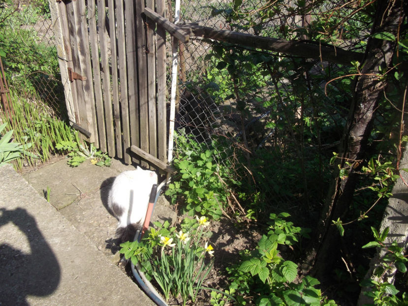  - Sarbatoarea Pastelui_2017