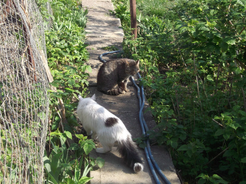  - Sarbatoarea Pastelui_2017