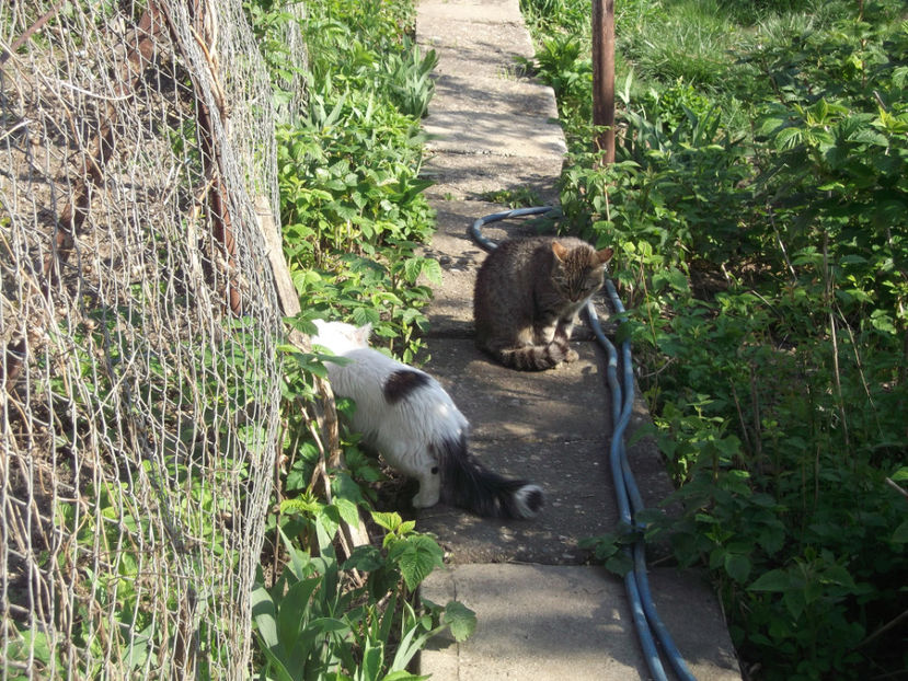  - Sarbatoarea Pastelui_2017