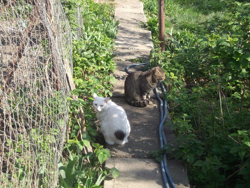  - Sarbatoarea Pastelui_2017