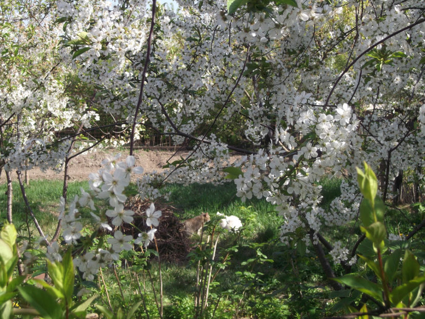  - Sarbatoarea Pastelui_2017